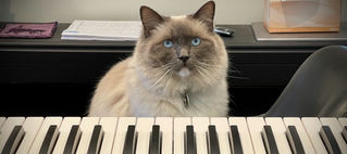 A cat sits in front of a synthesizer keyboard.